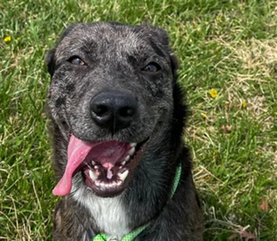 An adult medium-sized female Mixed Breed dog named Karen for adoption in Rogers, AR