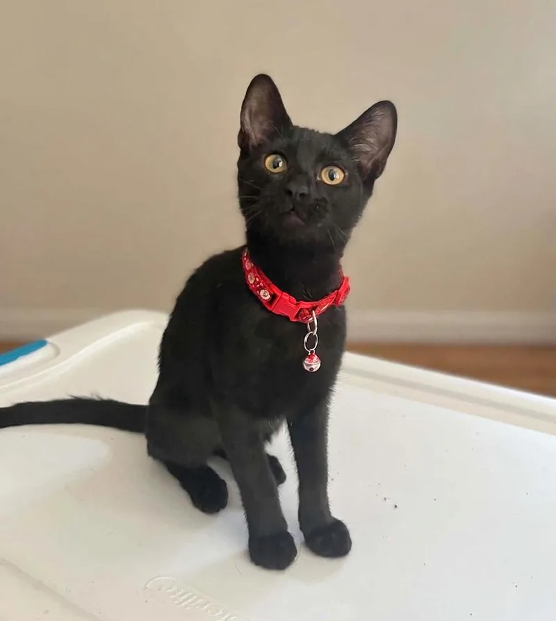 Raven  Total sweetheart
