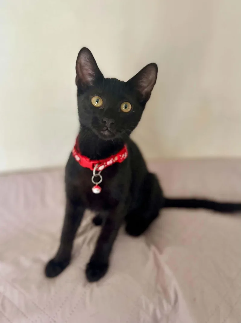 Raven  Total sweetheart thumbnail 3