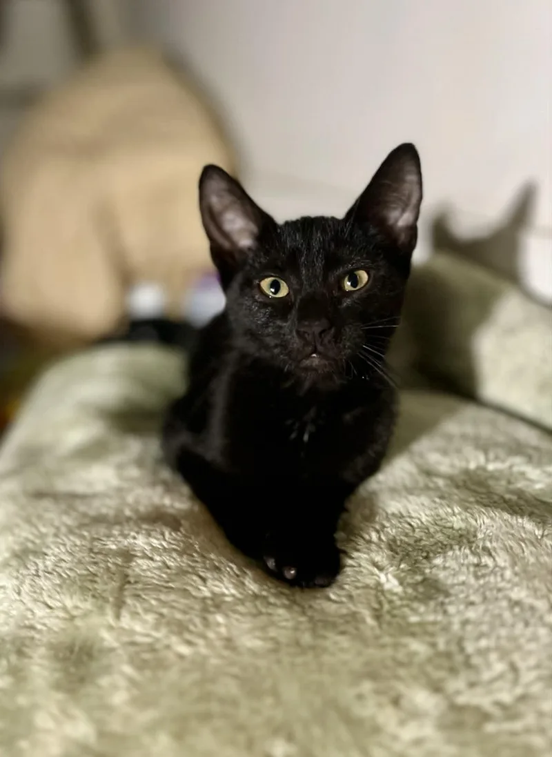 Raven  Total sweetheart thumbnail 4