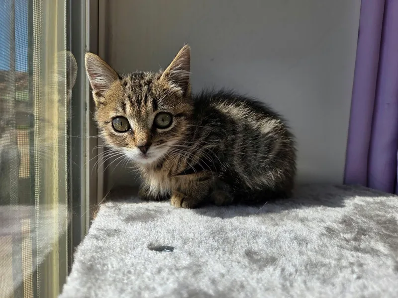 A young medium-sized female Tabby (Buff / Tan / Fawn) Domestic Short Hair cat named Shock for adoption in Roosevelt, UT