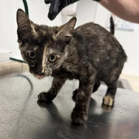 A baby small-sized female Tortoiseshell Bombay cat named Summer for adoption in Mount Shasta, CA