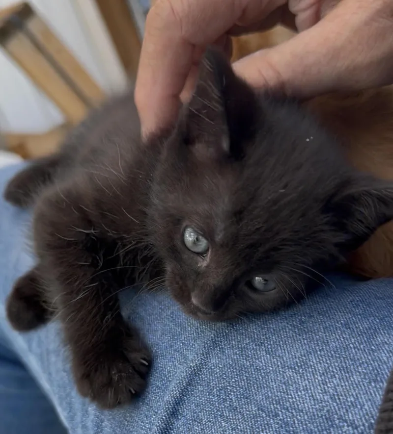 A young medium-sized female Domestic Medium Hair cat named Annabelle for adoption in Butte, MT