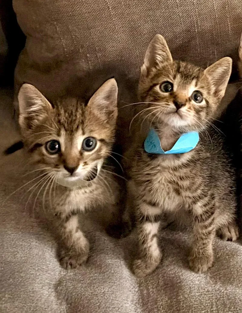 A baby medium-sized male Tabby cat named Clover for adoption in Orlando, FL