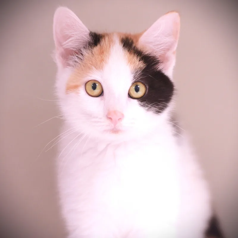 A baby medium-sized female Calico Domestic Short Hair cat named Gretchen for adoption in Amsterdam, NY