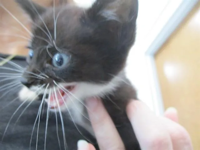 A baby small-sized male Domestic Short Hair cat named Jasper for adoption in Ocala, FL