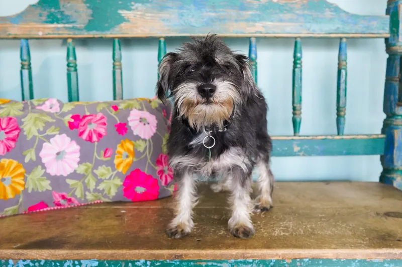 A baby small-sized female Black Miniature Schnauzer dog named Jazz for adoption in San Antonio, TX