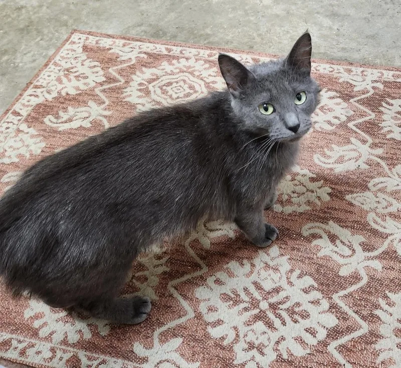 Jeanne   Ds thumbnail 2