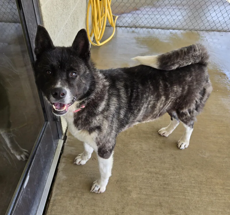 An adult large-sized female Akita dog named Izzy for adoption in Bucyrus, OH