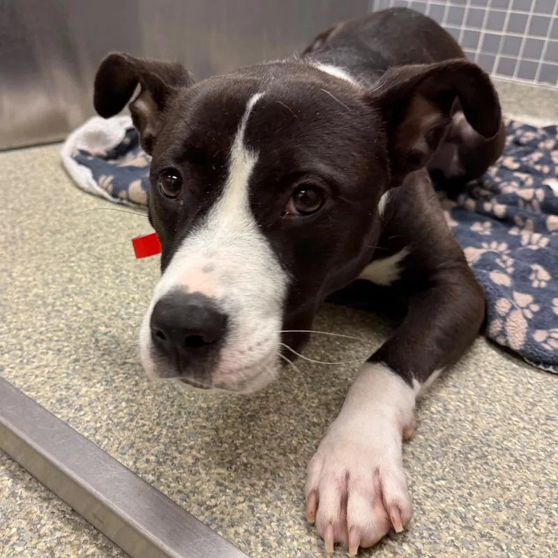 A young medium-sized female Black Mixed Breed dog named Sassy for adoption in Jacksonville, FL