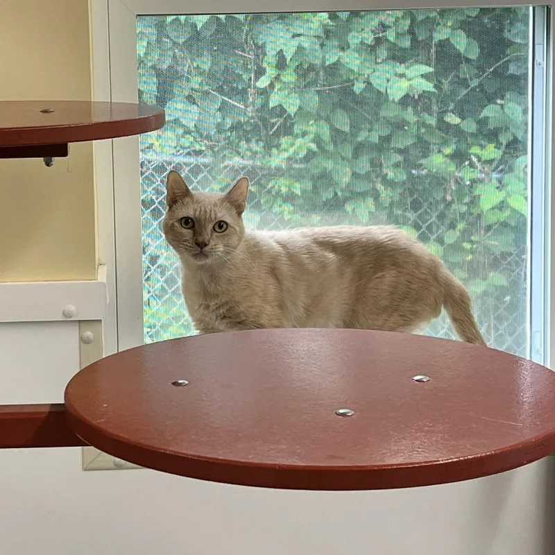An adult medium-sized male Buff / Tan / Fawn Domestic Short Hair cat named Kumquat for adoption in Bedford, NH