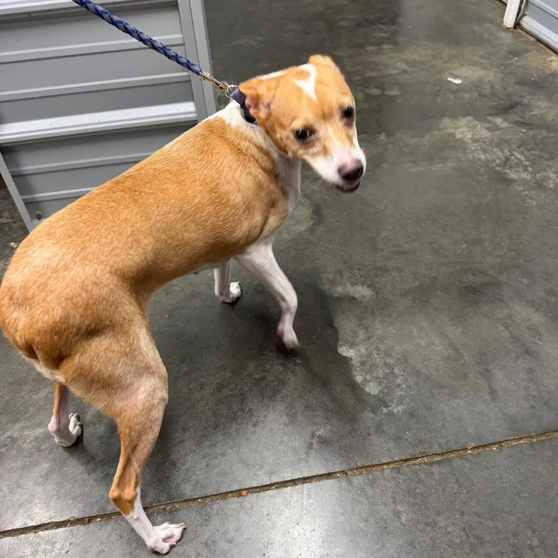 A young small-sized female Yellow / Tan / Blond / Fawn Whippet dog named Baby Girl for adoption in Princeton, KY