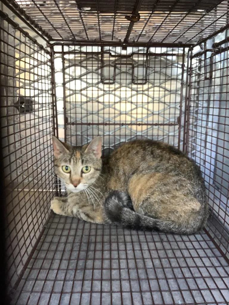 A young small-sized female Domestic Short Hair cat named Finch for adoption in New Braunfels, TX