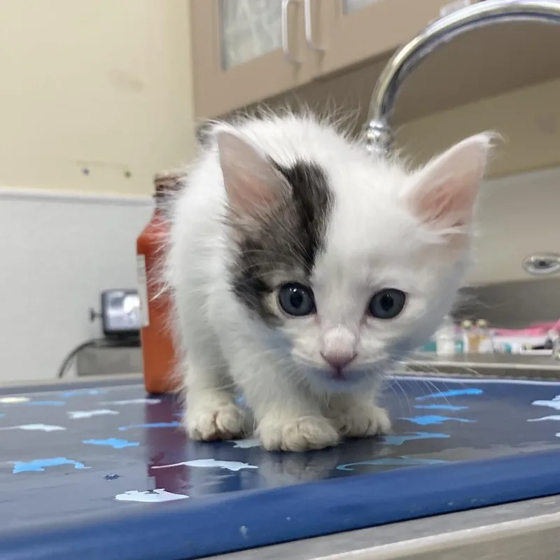 Felix