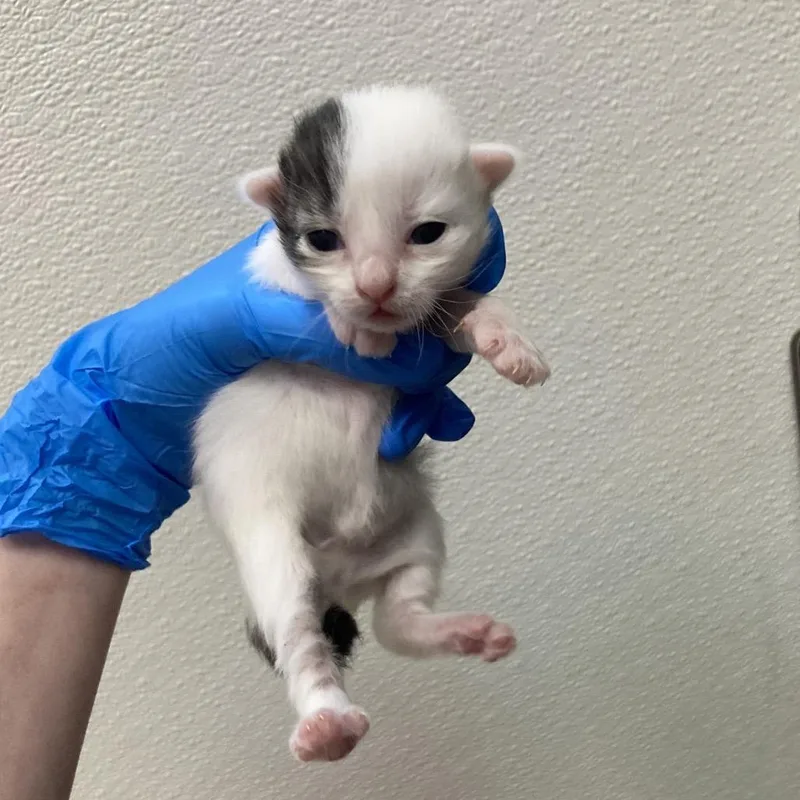 Felix thumbnail 2