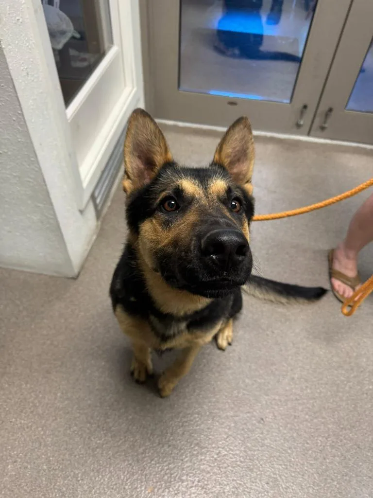 A young large-sized male Shepherd dog named Calvin for adoption in Boone, IA