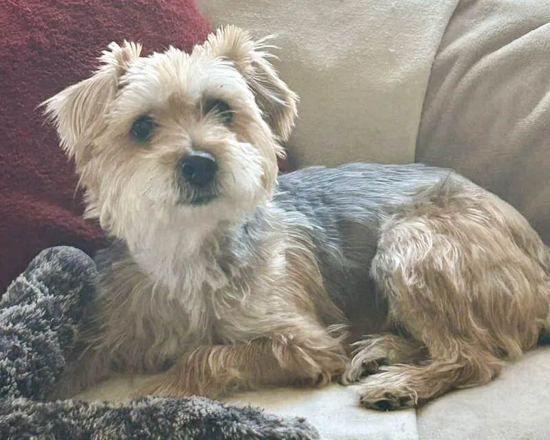 A young small-sized female Terrier dog named Annie for adoption in Corona, CA