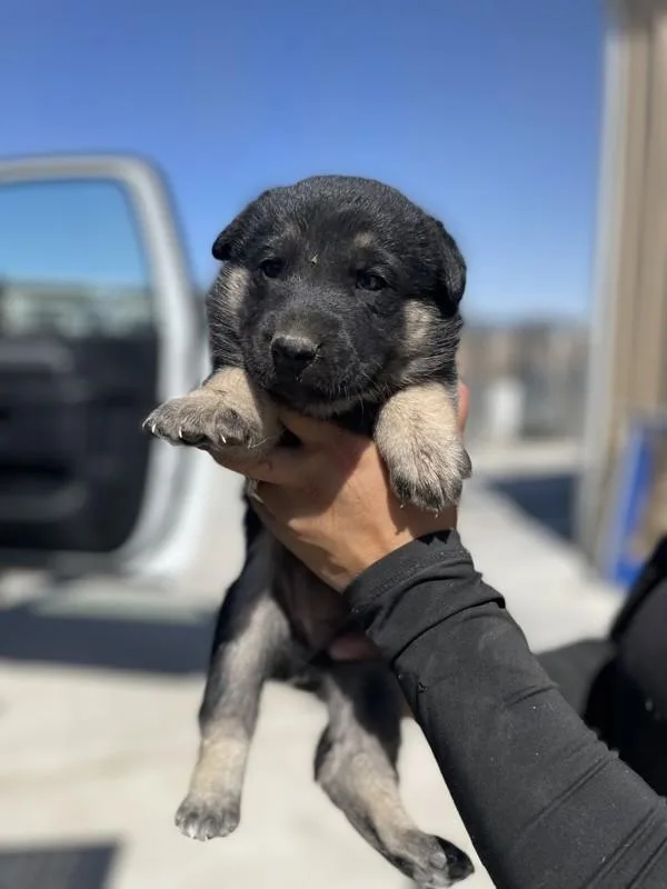 Dakota