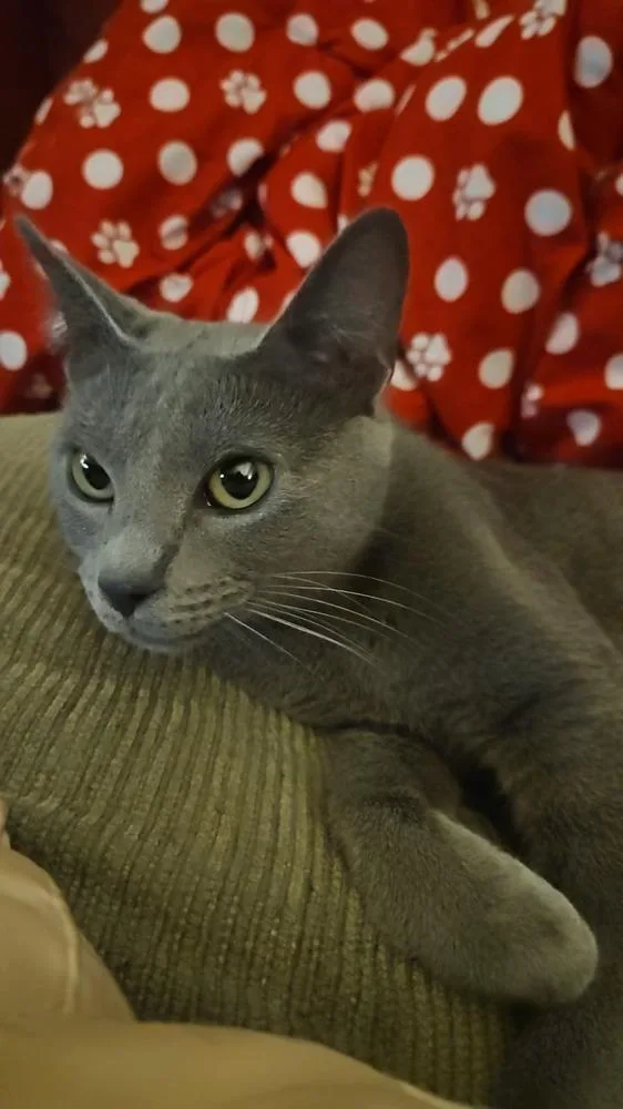 An adult medium-sized female Gray / Blue / Silver Domestic Short Hair cat named Kakuna for adoption in West Mifflin, PA