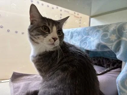 An adult small-sized male Domestic Short Hair cat named Cheesecake for adoption in Scotia, NY