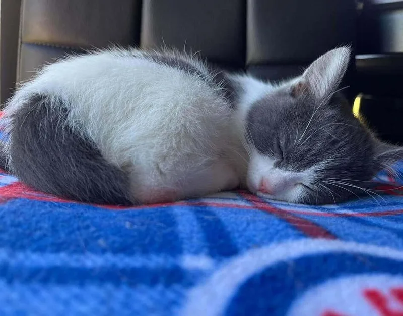 A baby small-sized female Gray & White Domestic Short Hair cat named Pierogi for adoption in Chicago, IL