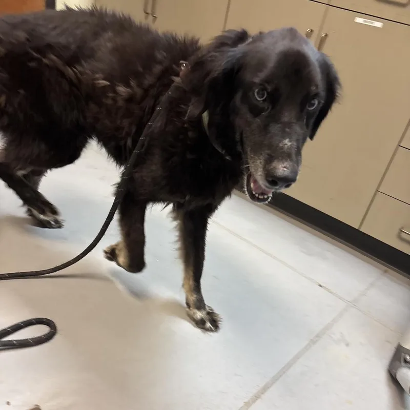 A senior large-sized female Black Siberian Husky dog named StraySilveradoDrive"Sky" for adoption in Columbus, GA