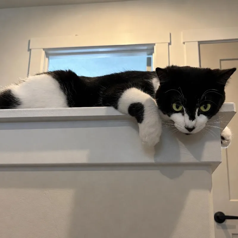 A young small-sized female Black Domestic Short Hair cat named Boba for adoption in Layton, UT