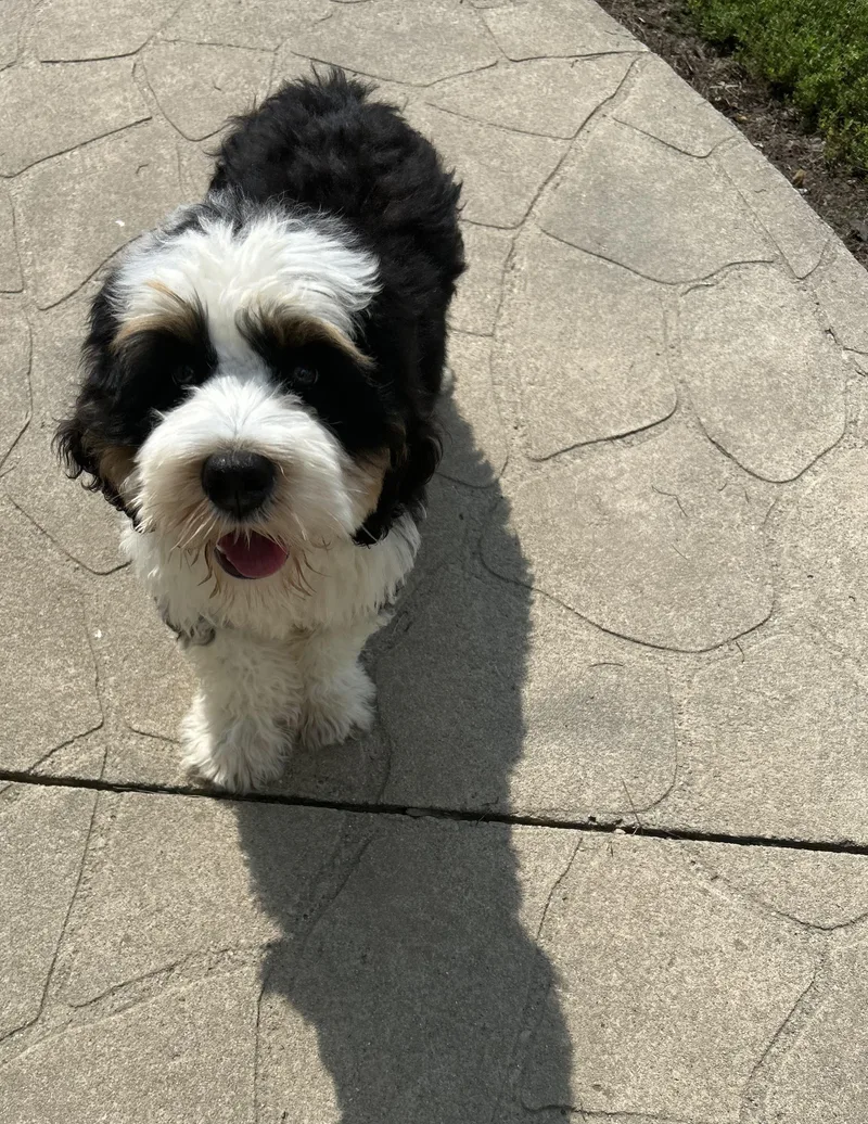 A baby medium-sized male Tricolor (Brown, Black, & White) Bernese Mountain Dog dog named Updated. Dopey Oliver for adoption in Antwerp, OH
