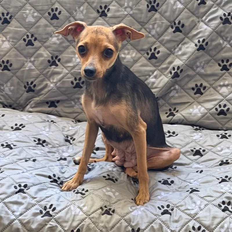 An adult small-sized female Yellow / Tan / Blond / Fawn Chihuahua dog named Peanut for adoption in Las Vegas, NV