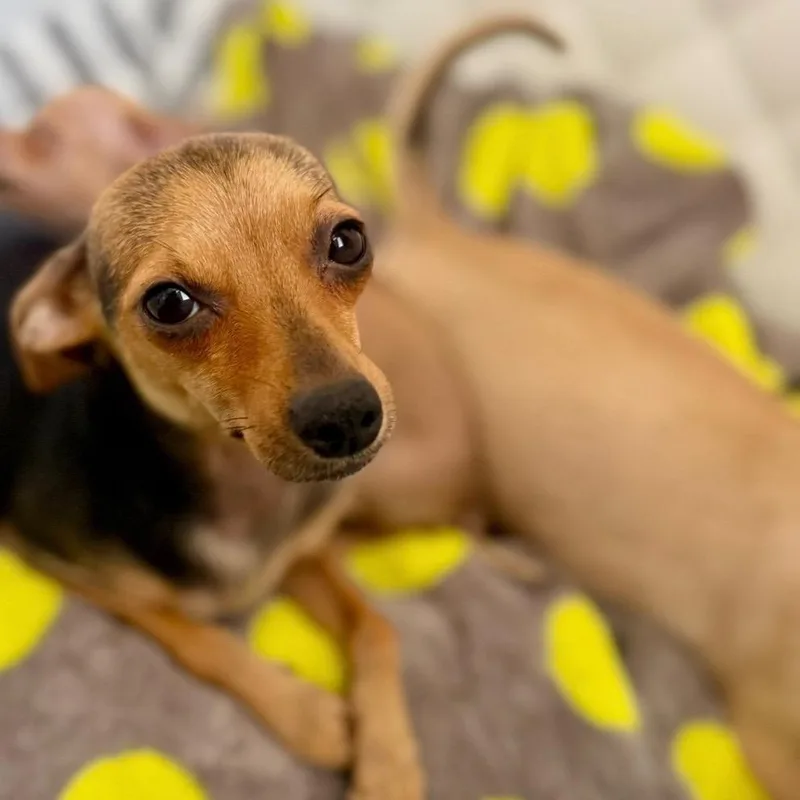 Peanut thumbnail 2
