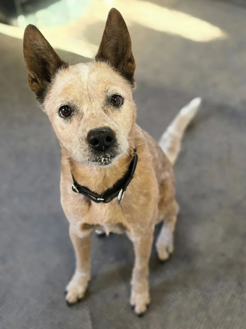 A senior medium-sized male Red / Chestnut / Orange Australian Cattle Dog / Blue Heeler named ACD Sgt Major for adoption in Linden, MI