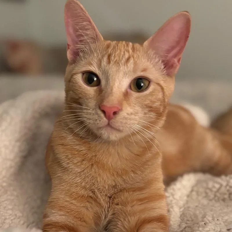A young small-sized male Orange / Red Domestic Short Hair cat named Kismet for adoption in Tustin, CA