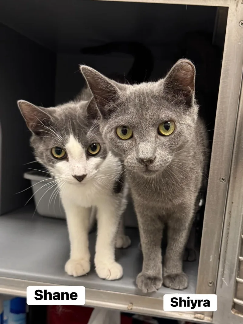 A baby medium-sized female Gray / Blue / Silver Domestic Short Hair cat named Shriya for adoption in Staten Island, NY