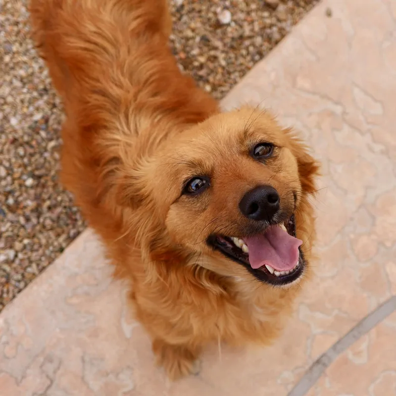 An adult small-sized female Golden Spitz dog named Coco for adoption in Marana, AZ