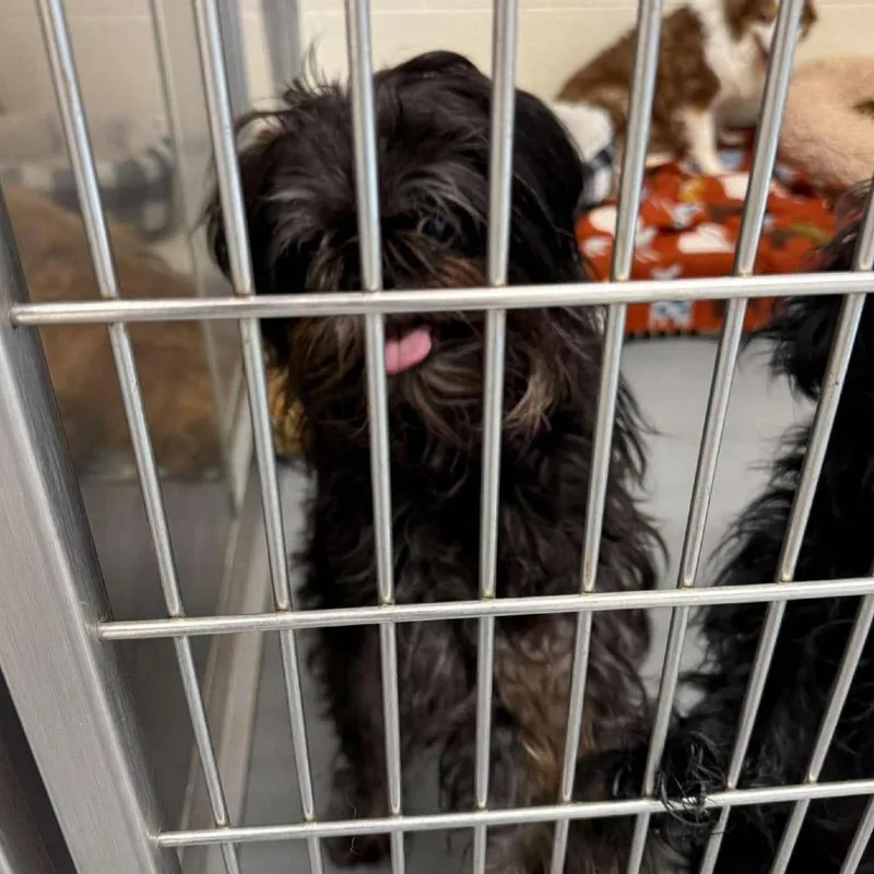 An adult small-sized female Black Shih Tzu dog named Leila for adoption in Rocky Mount, VA