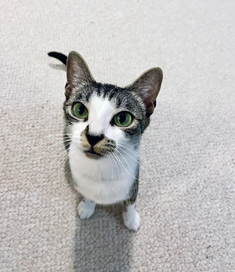 A baby medium-sized female Tabby (Brown / Chocolate) Domestic Short Hair cat named Tulipa for adoption in Apex, NC