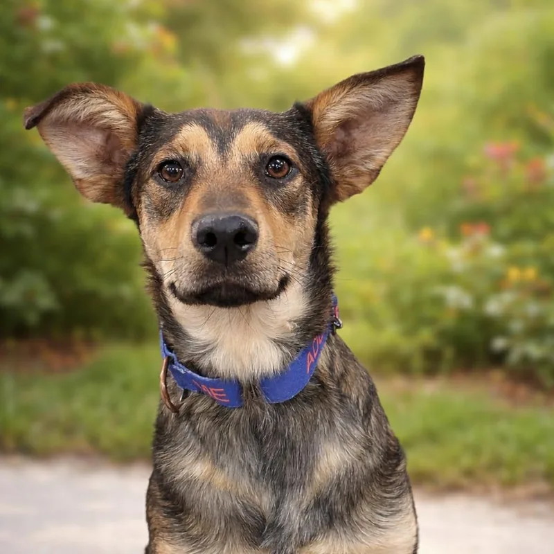 A young medium-sized male Husky dog named Parade JuM for adoption in Austin, TX
