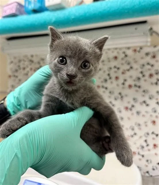 A baby small-sized male Domestic Short Hair cat named Charro for adoption in Riverside, CA