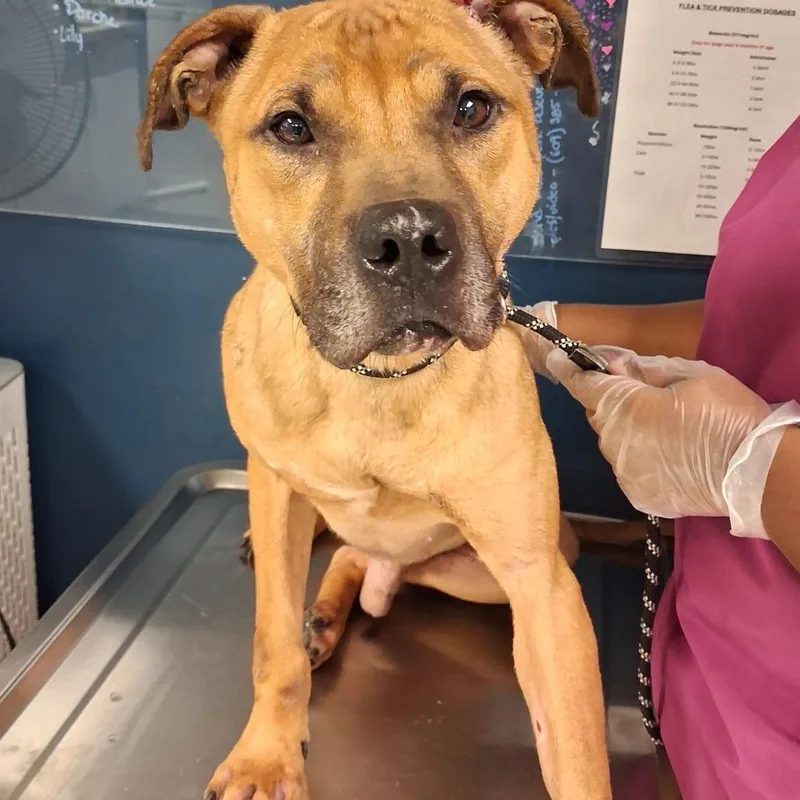 An adult medium-sized male Yellow / Tan / Blond / Fawn Mixed Breed dog named Boogie Man for adoption in Newark, NJ