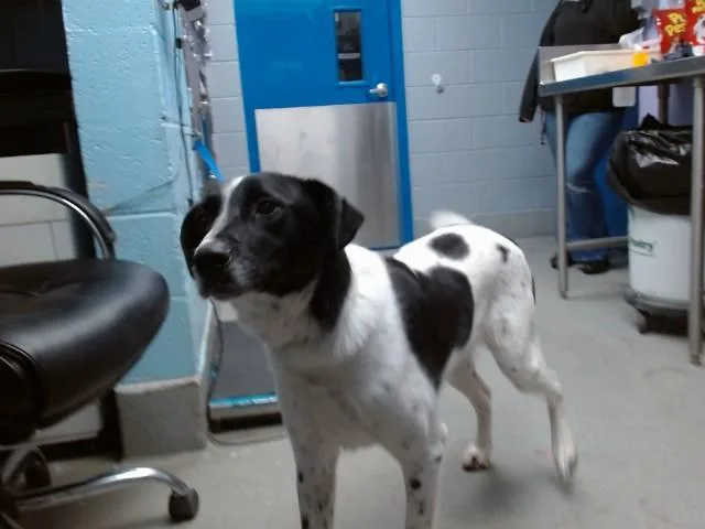 An adult medium-sized male Labrador Retriever dog named Cash for adoption in Albuquerque, NM