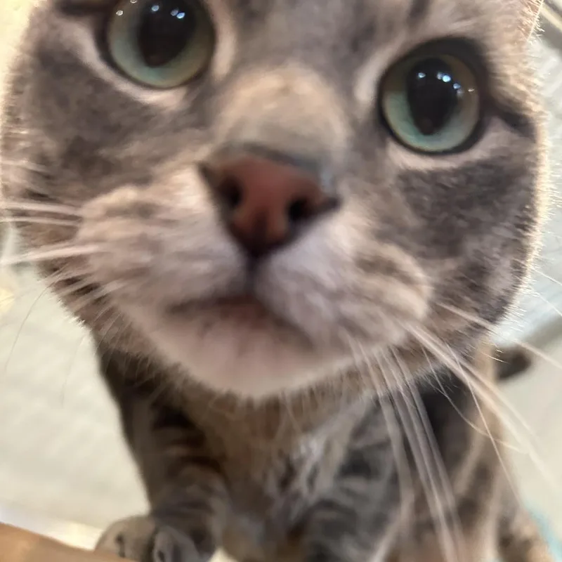 Tonka