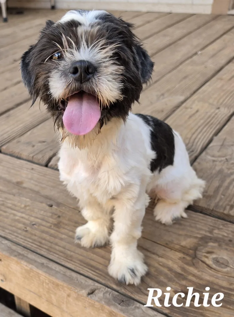 A baby small-sized male Harlequin Shih Tzu dog named Richie for adoption in Edinburg, TX
