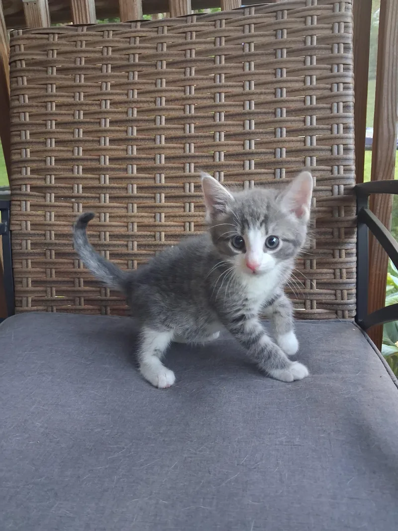 A baby small-sized male Domestic Short Hair cat named Louis Armstrong for adoption in Hershey, PA