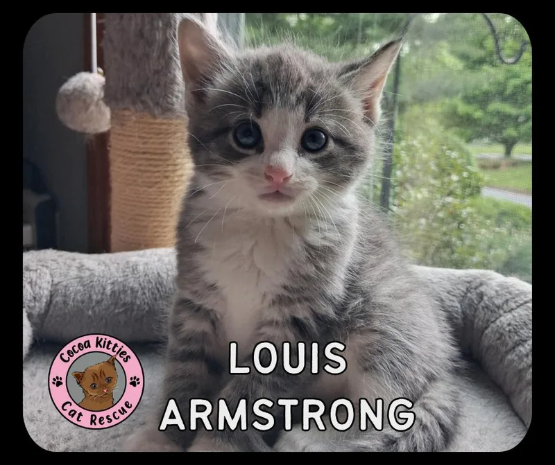 Louis Armstrong thumbnail 3