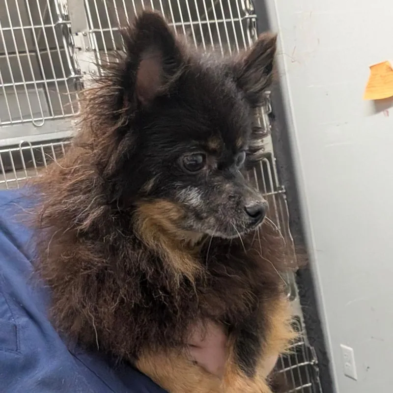 A senior small-sized male Brown / Chocolate Pomeranian dog named Hugo for adoption in Chico, CA