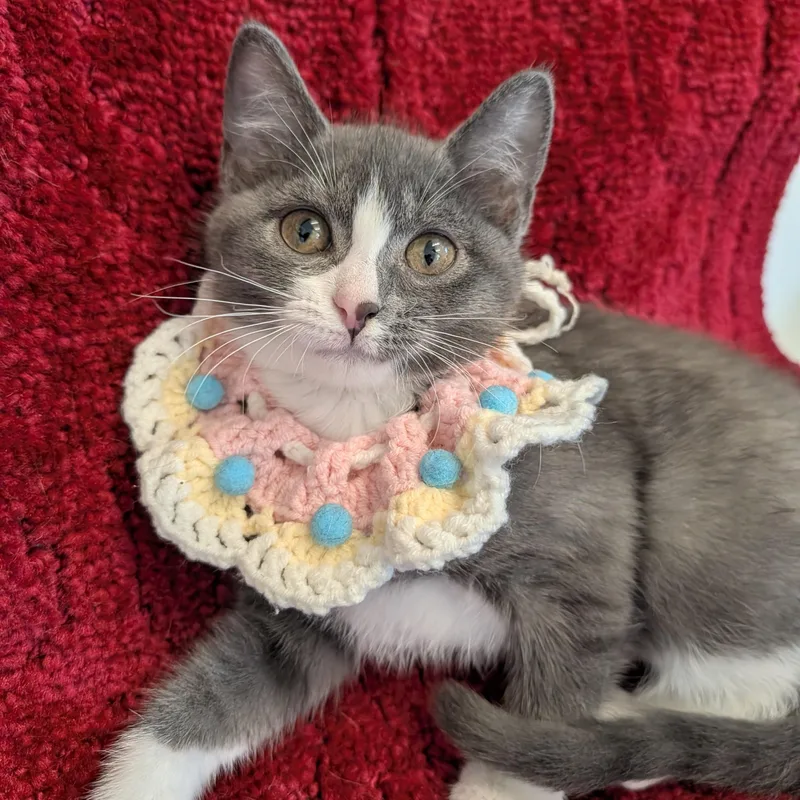 A baby medium-sized female Gray & White Domestic Short Hair cat named Tetra for adoption in Waynesville, NC
