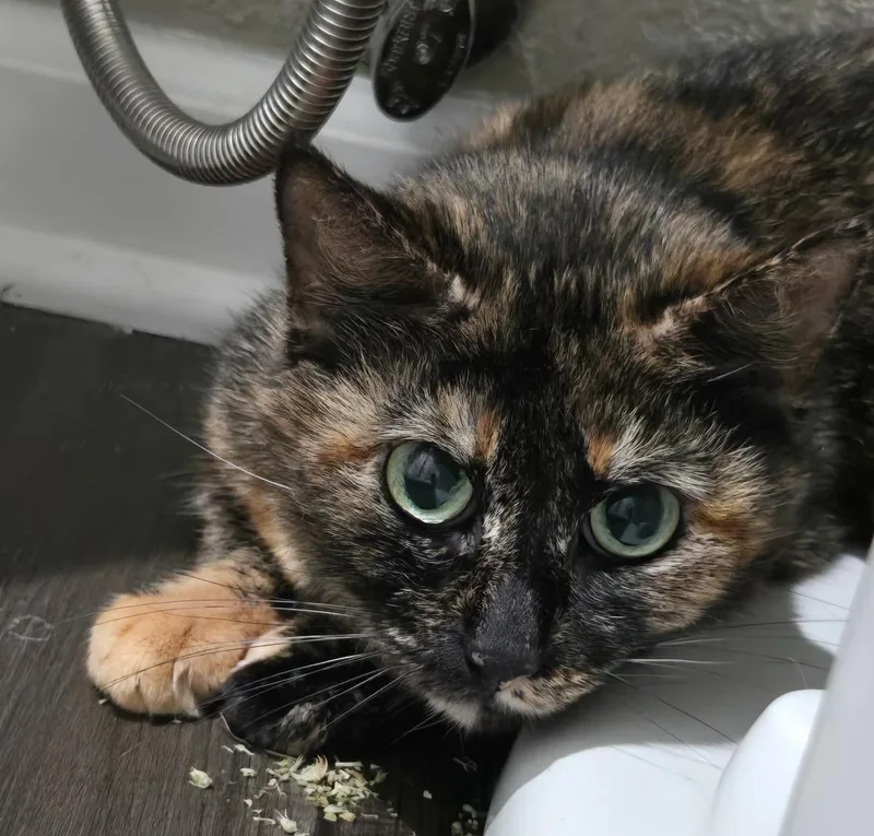 A senior small-sized female Tortoiseshell cat named Puar for adoption in Lenexa, KS