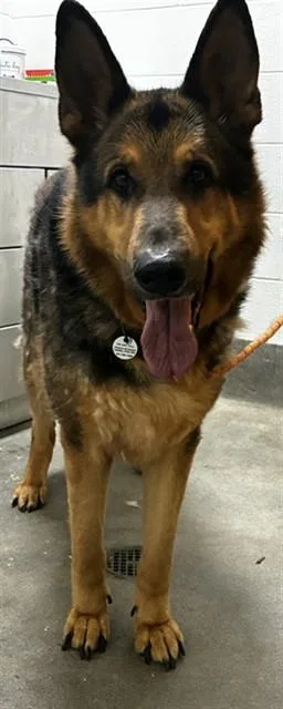 An adult extra large-sized male German Shepherd Dog dog named Coco for adoption in Upper Marlboro, MD
