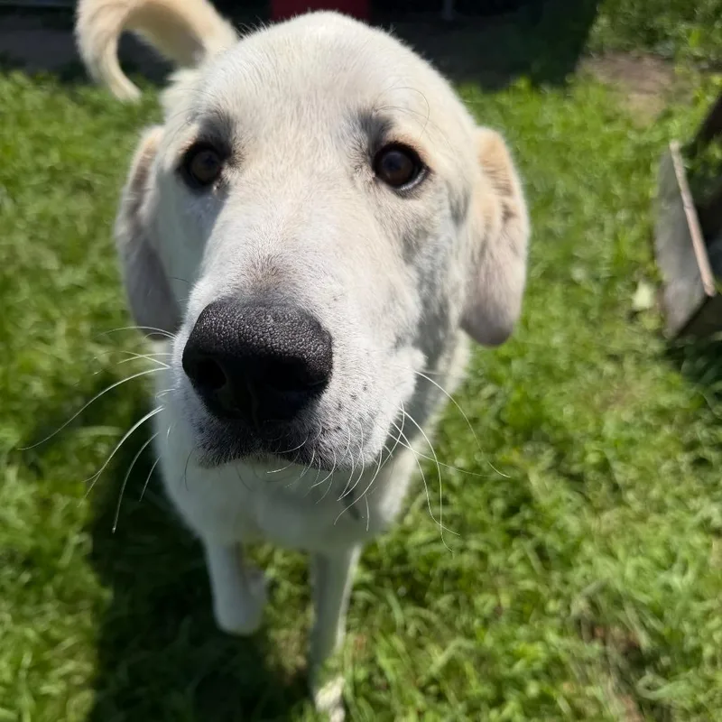 An adult large-sized male White / Cream Great Pyrenees dog named Puck for adoption in Wadena, MN