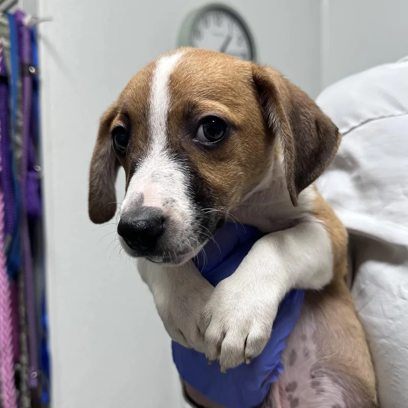 A baby small-sized male Yellow / Tan / Blond / Fawn Mixed Breed dog named Notorious P.U.P. for adoption in Troy, IL